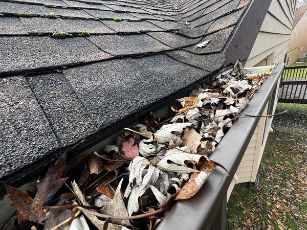 Gutter with leaves and twigs and moss on the roof shingles above