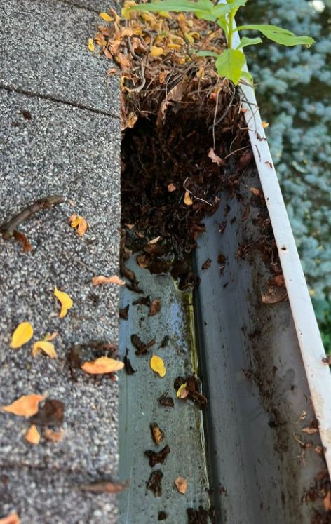 Seedling growing out of the debris packed in a gutter, gutter cleaning in Libertyville, IL